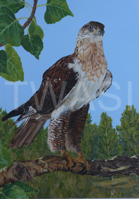 'On the Lookout' by Carole H Gaylard Acrylic 56x45cm framed £460 50x39.5cm unframed £410 BUY ME - Email: jane.shackleton0@googlemail.com