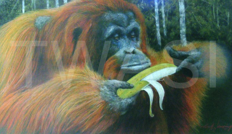 Uummm.... by Geoff Jennings Banana Pastel pencil Framed 59 x 84 cm £550