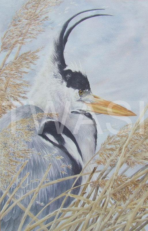'Wind in the Reeds' by Valerie Briggs Watercolour Unframed 53 x 34 cms £475