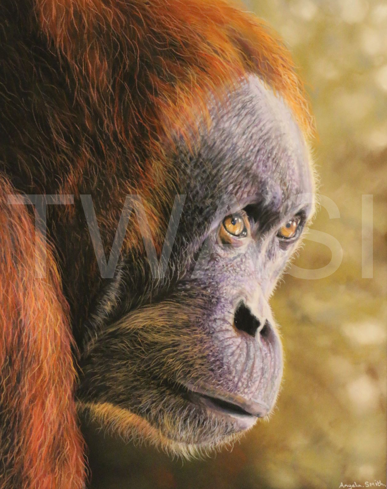 'Ray of Sunshine' by Angela May Smith Pastel 53 x 45 cms £425