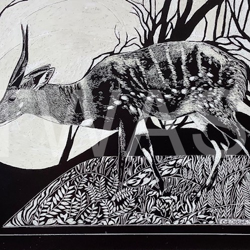 'South Luangwa Bushbuck' by George Yiend Scraperboard 29.5 x 22 cms £130