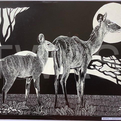 'South Luangwa Kudu' by George Yiend Scraperboard 30 x 22 cms £130