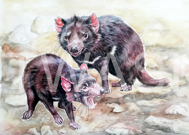 'Tasmanian Devils' by Kate Smith Watercolour Framed 57 x 66cms £210