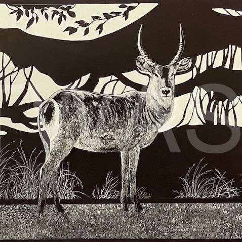 Waterbuck by George Yiend Scraperboard 30.5 x 23 cms £130