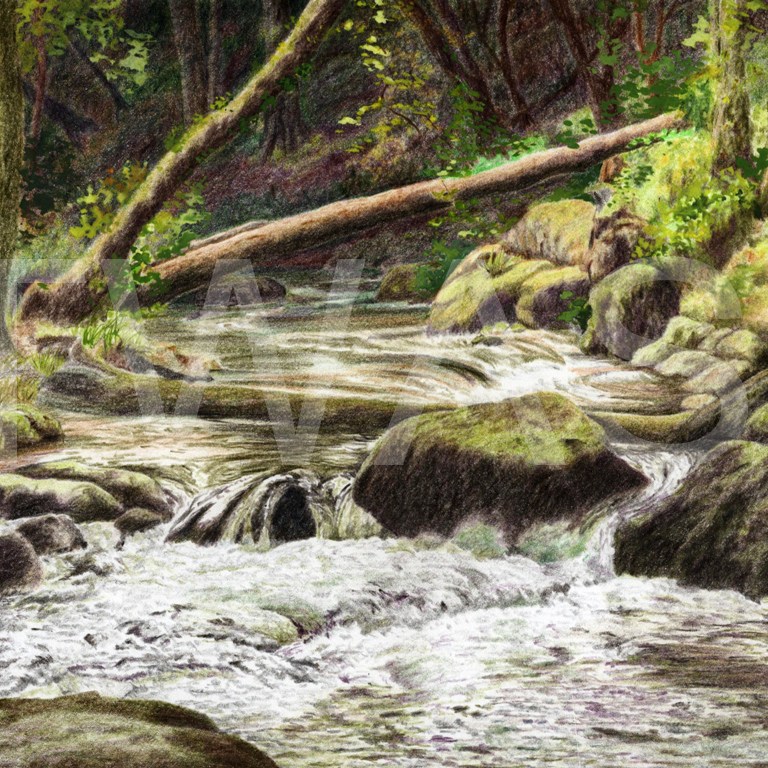 'Golitha Falls River Fowey' by Pauline Thompson Coloured Pencil 35 x 40cms £190 BUY ME – Email: jane.shackleton0@googlemail.com