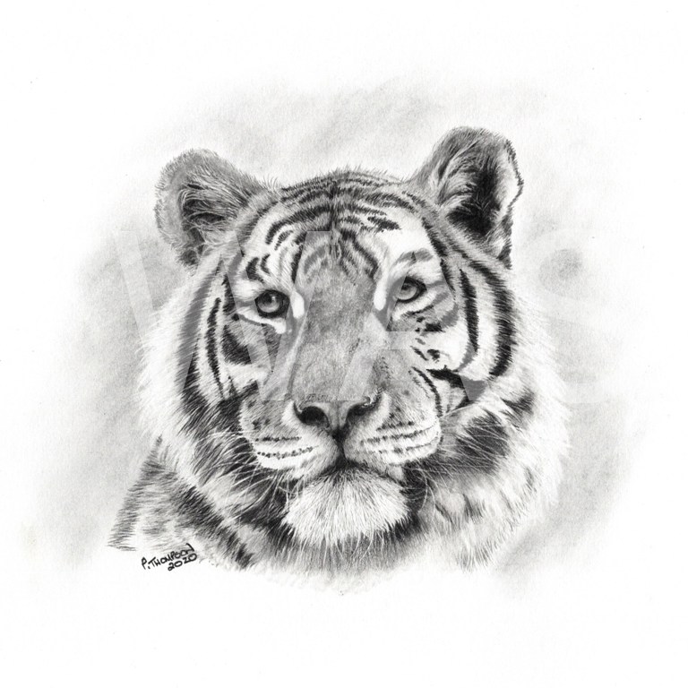 'Head of Tiger' by Pauline Thompson Graphite 30 x 40cms £175 - BUY ME – Email: jane.shackleton0@googlemail.com