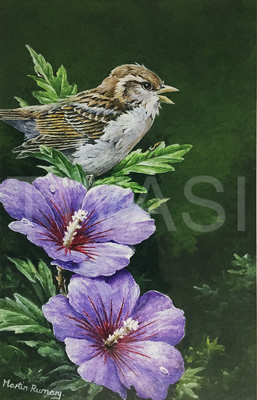 'Sparrow and Hibiscus' by Martin Rumary Acrylic 14 x 22 cms 19.5 x 28 cms mounted £155 BUY ME - Email: jane.shackleton0@googlemail.com