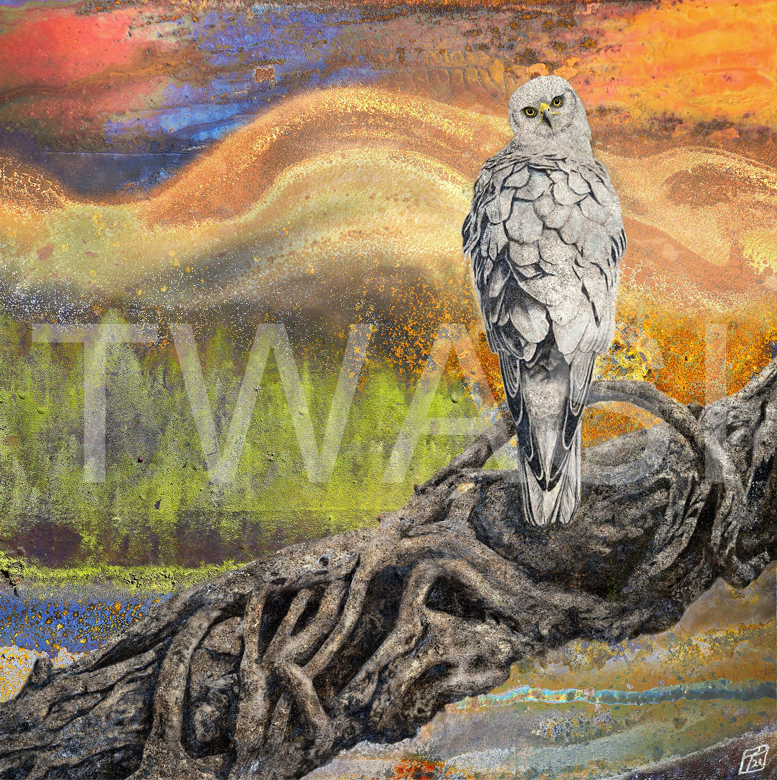 'Hen Harrier' by Paul Parsons Digital rust art painting Printed on metal Edition of 25 Unframed 60x60 cms £160 BUY ME: Email divadknight@sky.com