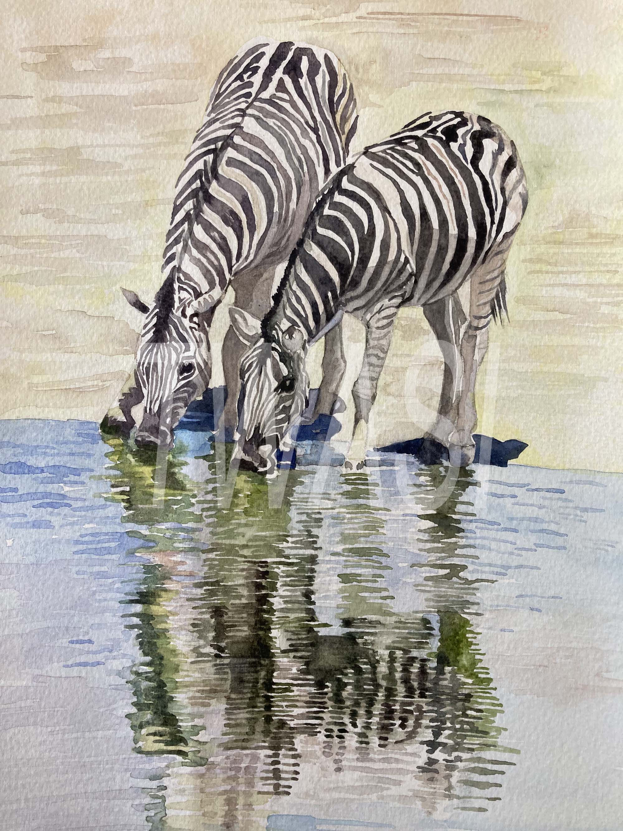 'Namibian Zebras at a waterhole Watercolour' Unframed 210 x 297 cms £50 BUY ME - Email: divadknight@sky.com