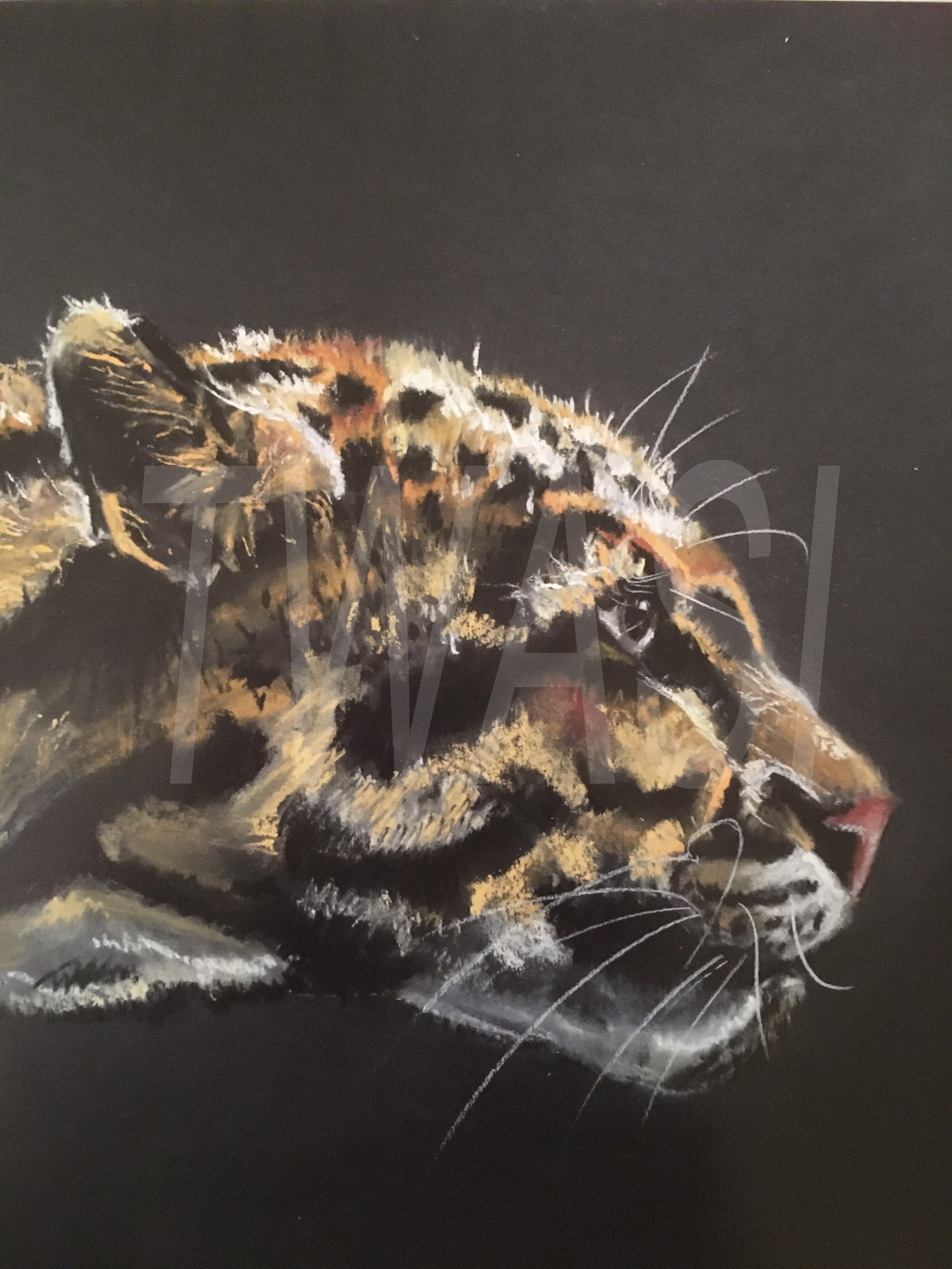 Stalking the prey by Diane Haines Framed Pastels 46 x 74 cms £225