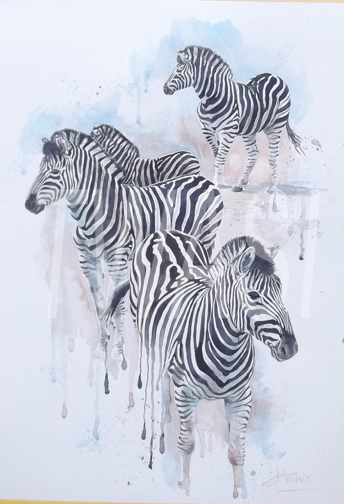 'Zebras' by Caroline Bletsis Watercolour 38 X 28 £250 