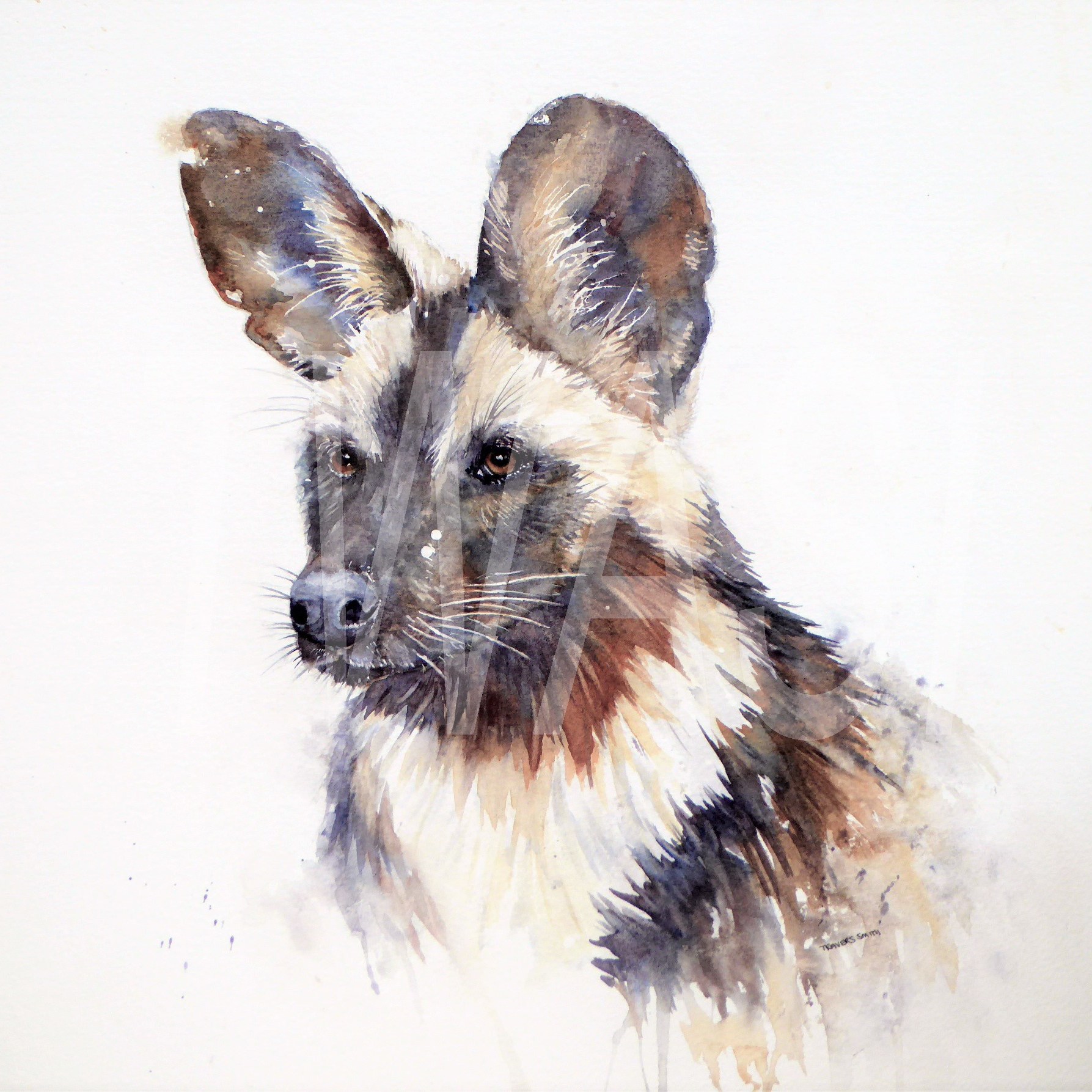 'African Painted Dog' by Linda Travers Smith Watercolour 60x60cm £200 - BUY ME - Email: jfearn67@gmail.com