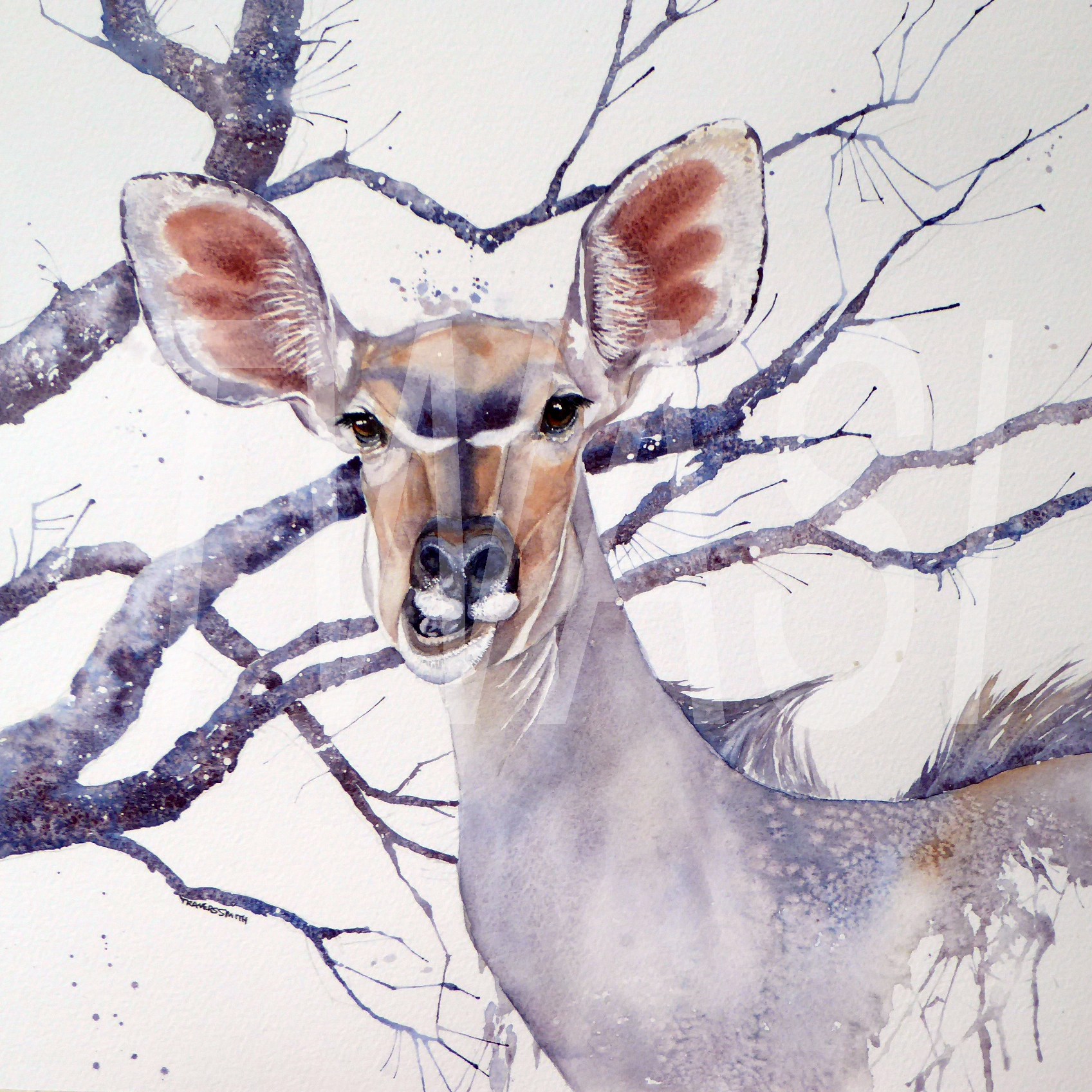 'Kudu' by Linda Travers Smith Watercolour 60x60cm £200 - BUY ME - Email: jfearn67@gmail.com