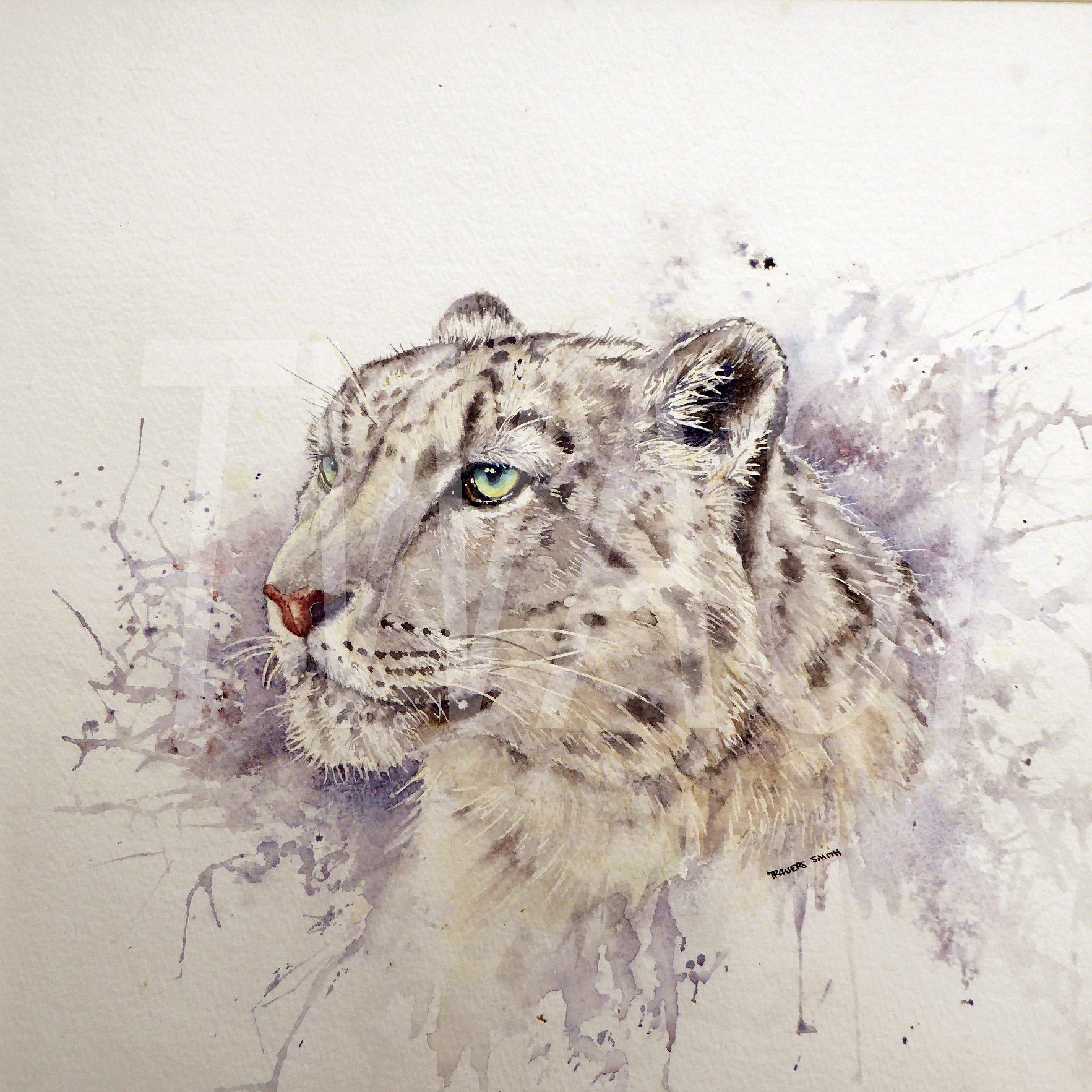 'Snow Leopard' by Linda Travers Smith Watercolour 60x60cm £200m - BUY ME - Email: jfearn67@gmail.com