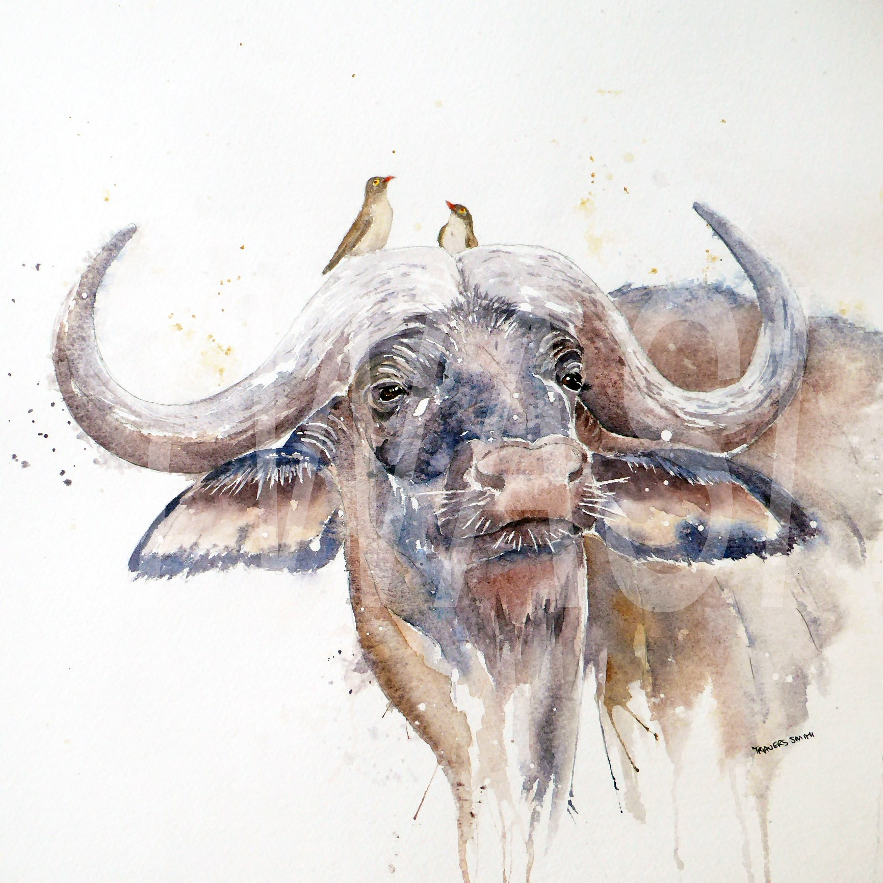 'Water Buffalo & Oxpeckers' by Linda Travers Smith Watercolour 60x60cm £200 - BUY ME - Email: jfearn67@gmail.com