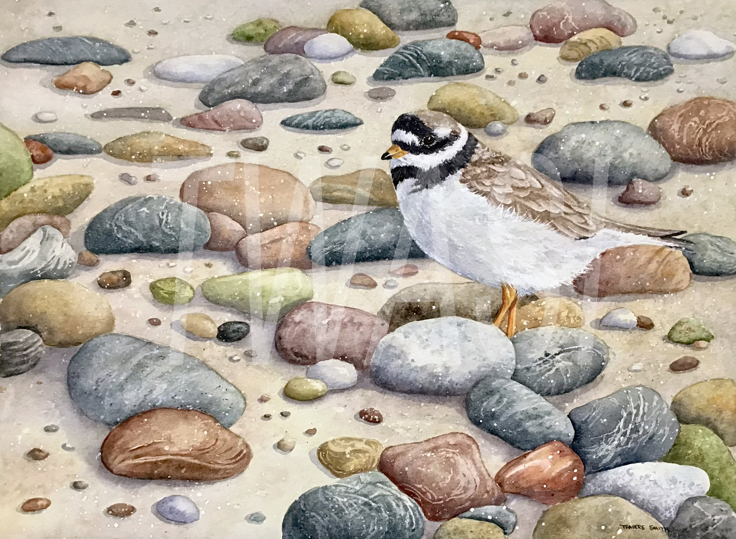 Linda Travers Smith Ring Necked Plover Watercolour 40x50 £190 BUY ME – Email: jane.shackleton0@googlemail.com