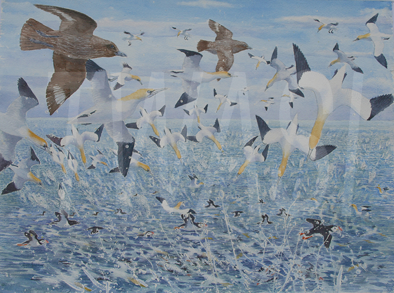 'Feeding Frenzy' by John Horton, Watercolour 75 x 61 £495 - BUY ME - Email: jane.shackleton0@googlemail.com