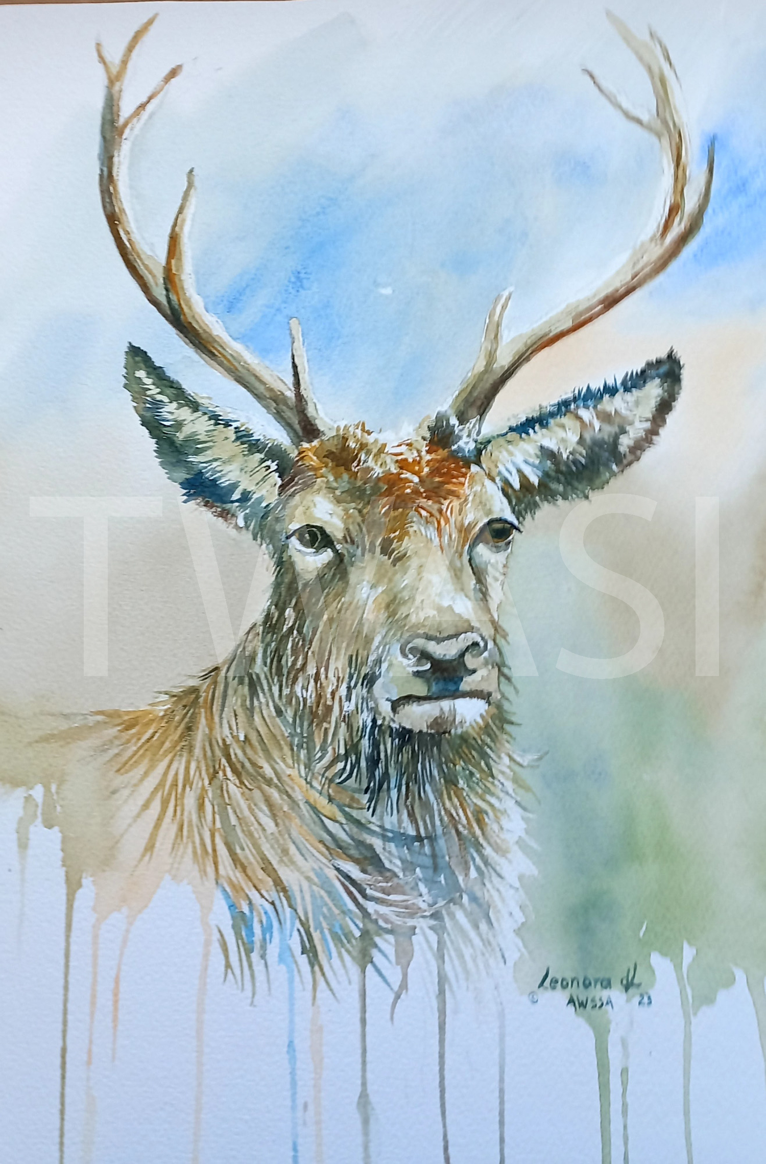 'Stags Staree' by Leonora De-lange - 27-x-41-cm unframed-£280 BUY ME – Email: jane.shackleton0@googlemail.com