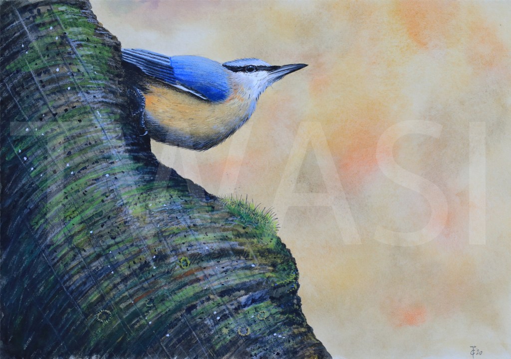 Nuthatch by Craig Taylor craigtaylorartist@outlook.com  www.craigtaylorartist.co.uk