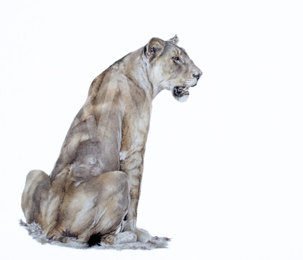 David Shepherd Award Vigilance by Nicola Gillyon