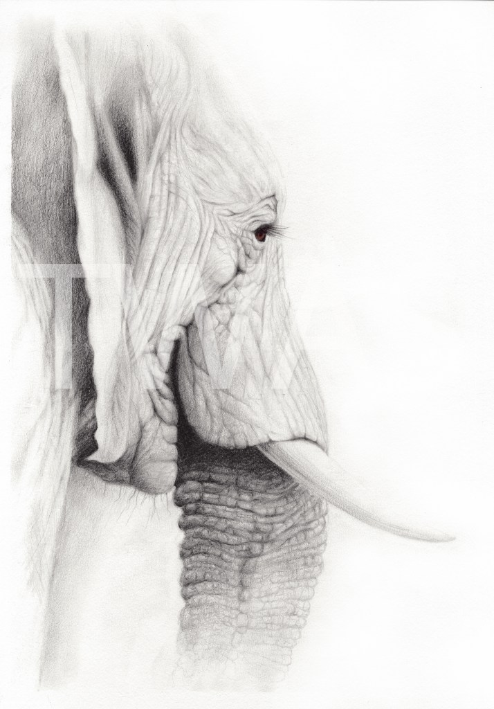 Wisdom by Jason G KramerEmail: jgkstudio.contact@gmail.com, Website: jgkstudio.com 