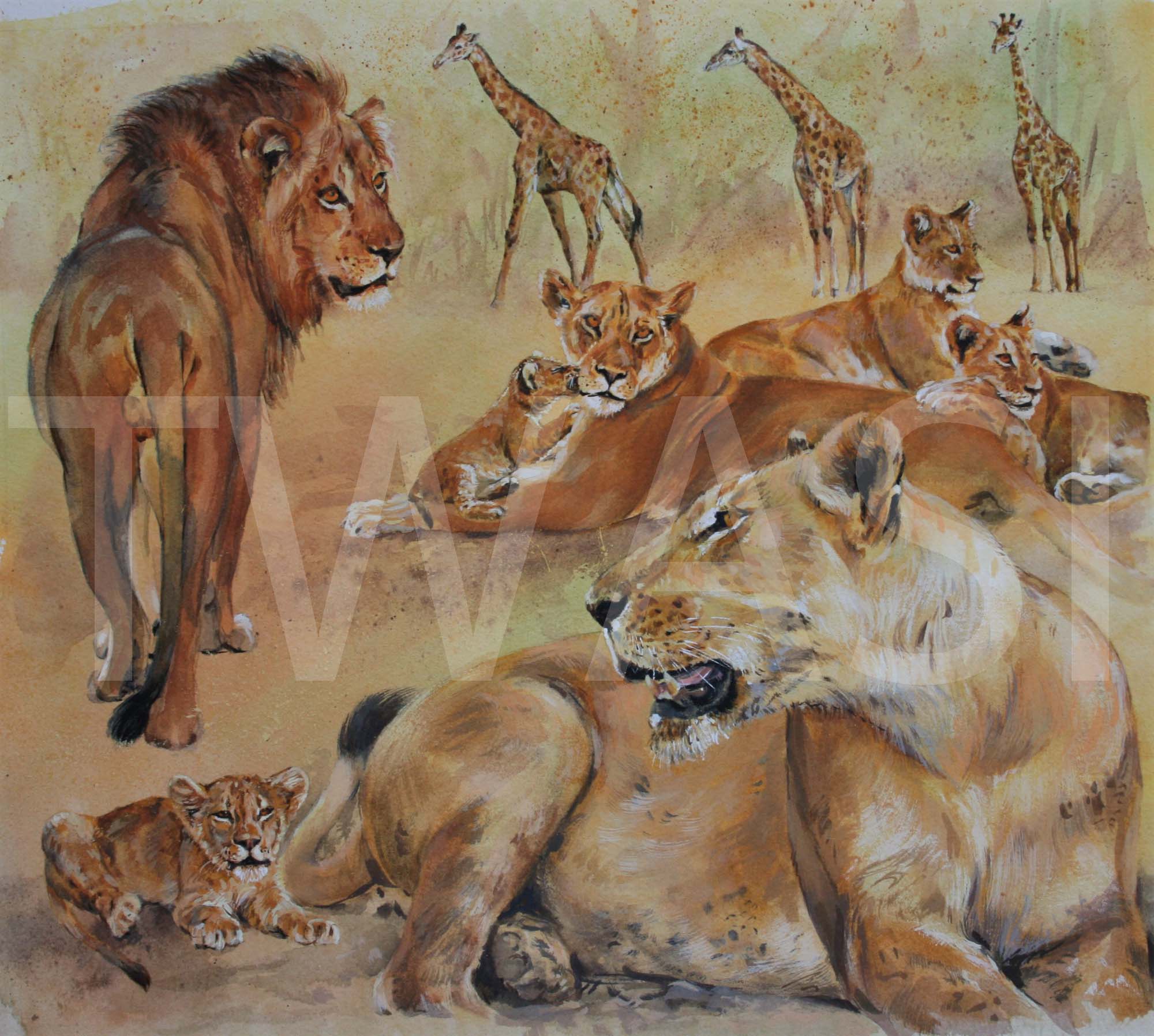 Sacred Valley Pride Carol Barrett 51 x 47 unframed watercolour and gouache - £1,200 Sale donated to Born Free