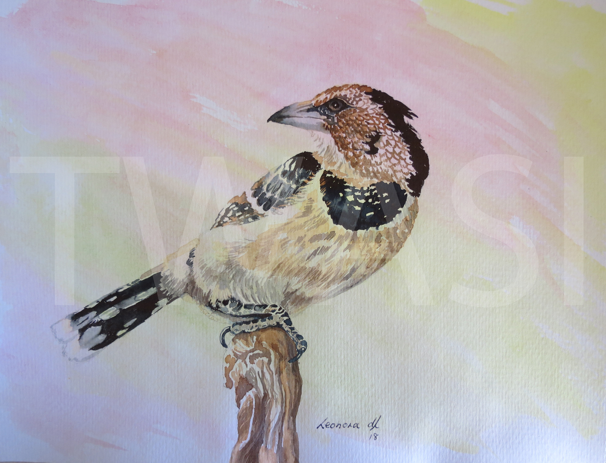 Barbet Leonora de Lange Ink and bleach on watercolour wash 24 x 20 £140