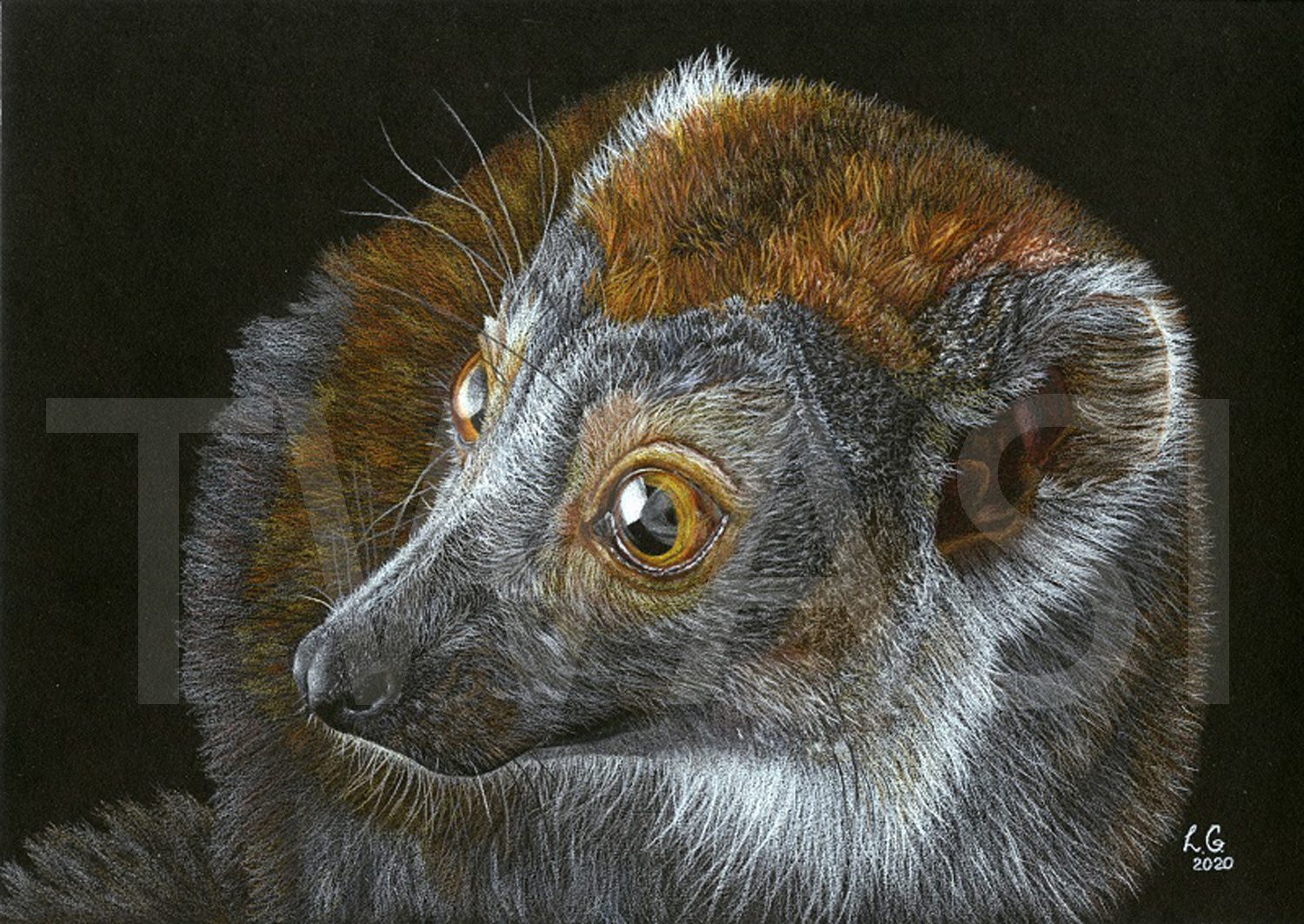 'Crowned Lemur' by Love Grosmanewww.artbylove.co.uk https://www.youtube.com/@artbygenuinelove https://www.facebook.com/artbygenuinelove https://www.instagram.com/petsbylove