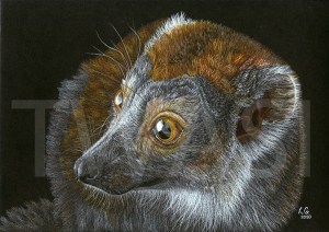 'Crowned Lemur' by Love Grosmanewww.artbylove.co.uk https://www.youtube.com/@artbygenuinelove https://www.facebook.com/artbygenuinelove https://www.instagram.com/geraldine_wildlife_art