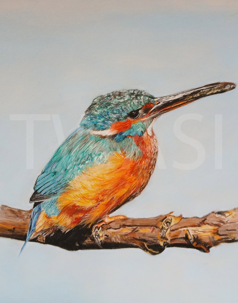 Kingfisher by Alison Edwards