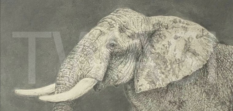 Graphite Elephant Nichole Baker from photograph by Jamie Boots Email: nbaker2266@icloud.com