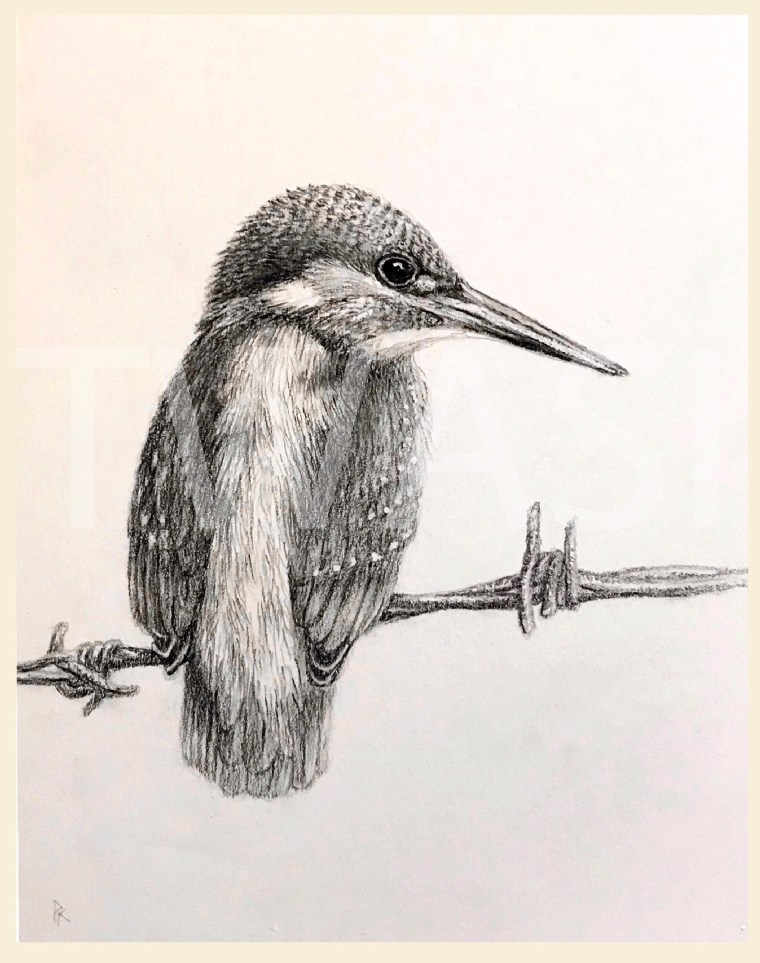 13. 'On the fence' by Pat Kitching - Graphite and Carbon Pencil