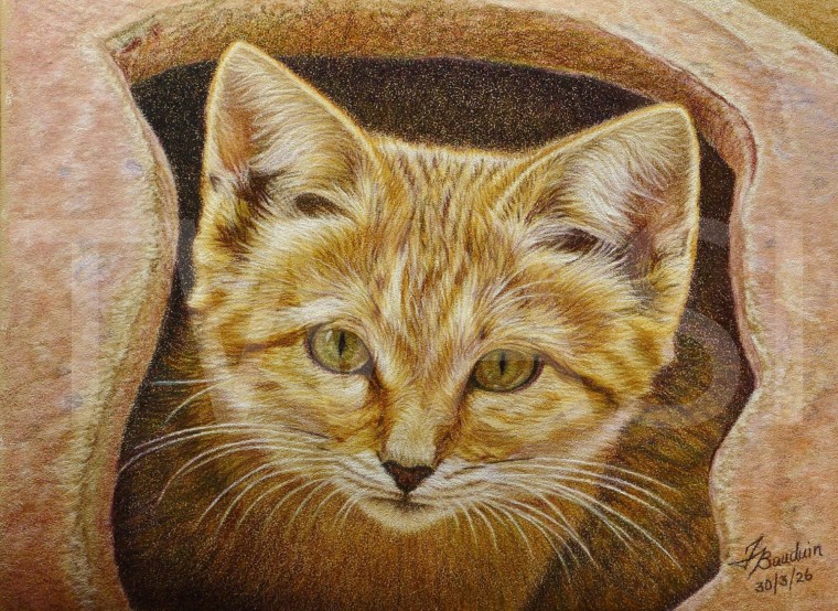 3. 'Sand Kittens' by France Bauduin Coloured Pencils