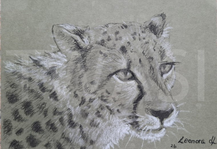 7. 'Cheetah's Stare' by Leonora de Lange Charcoal and chalk