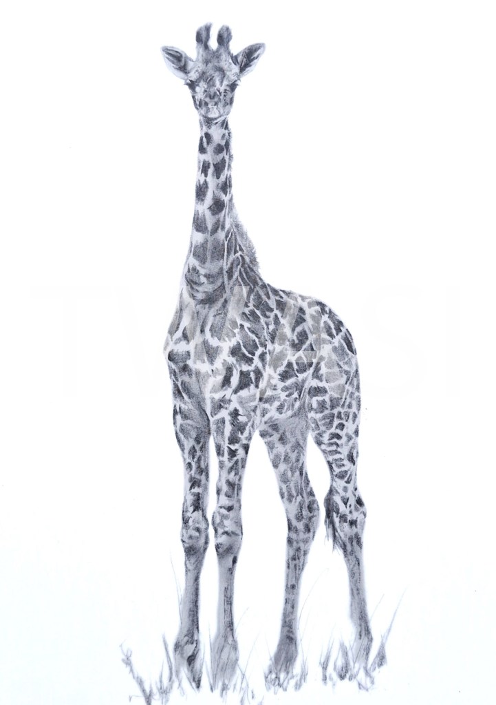 8. 'Standing Tall' by Nicola Gillyon Graphite