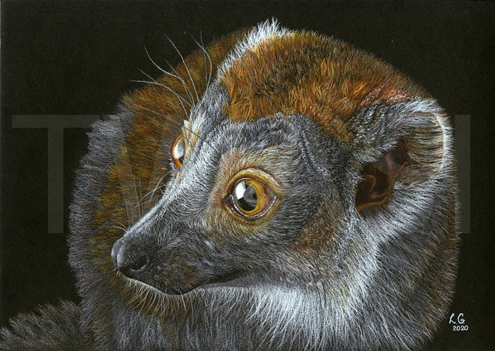 Crowned Lemur by Love Grosmane www.artbylove.co.uk https://www.youtube.com/@artbygenuinelove https://www.facebook.com/artbygenuinelove https://www.instagram.com/petsbylove