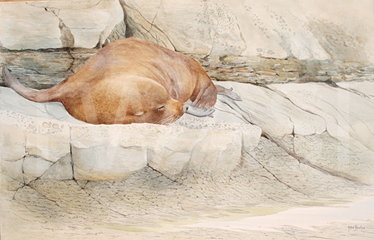 New Zealand Fur Seal by John Horton Watercolour Framed 89 x 68 cms £495