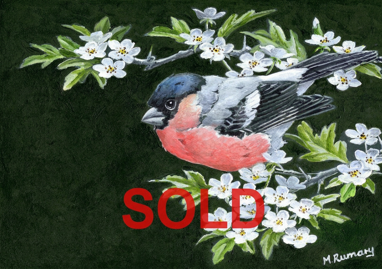 18. 'Bullfinch' by Martin Rumary - Acrylic 18. 'Bullfinch' by Martin Rumary - Acrylic