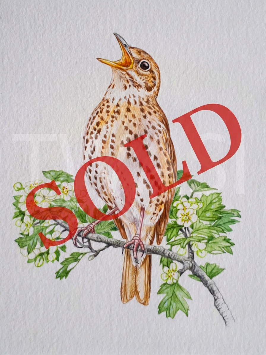 19. 'Songthrush' by Tracey Anne Sitch - Watercolour 19. 'Songthrush' by Tracey Anne Sitch - Watercolour