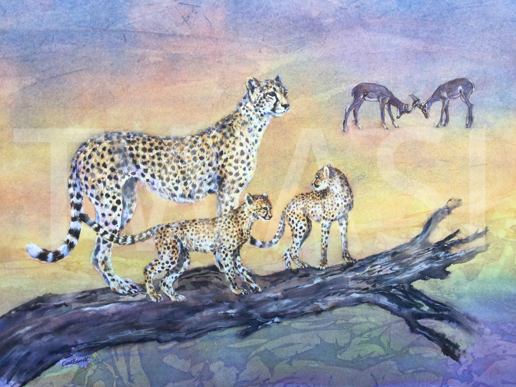 Favoured Lookout by Carol Barrett 53 x 41cm Mixed Media £500 Donated to the Cheetah Conservation Fund