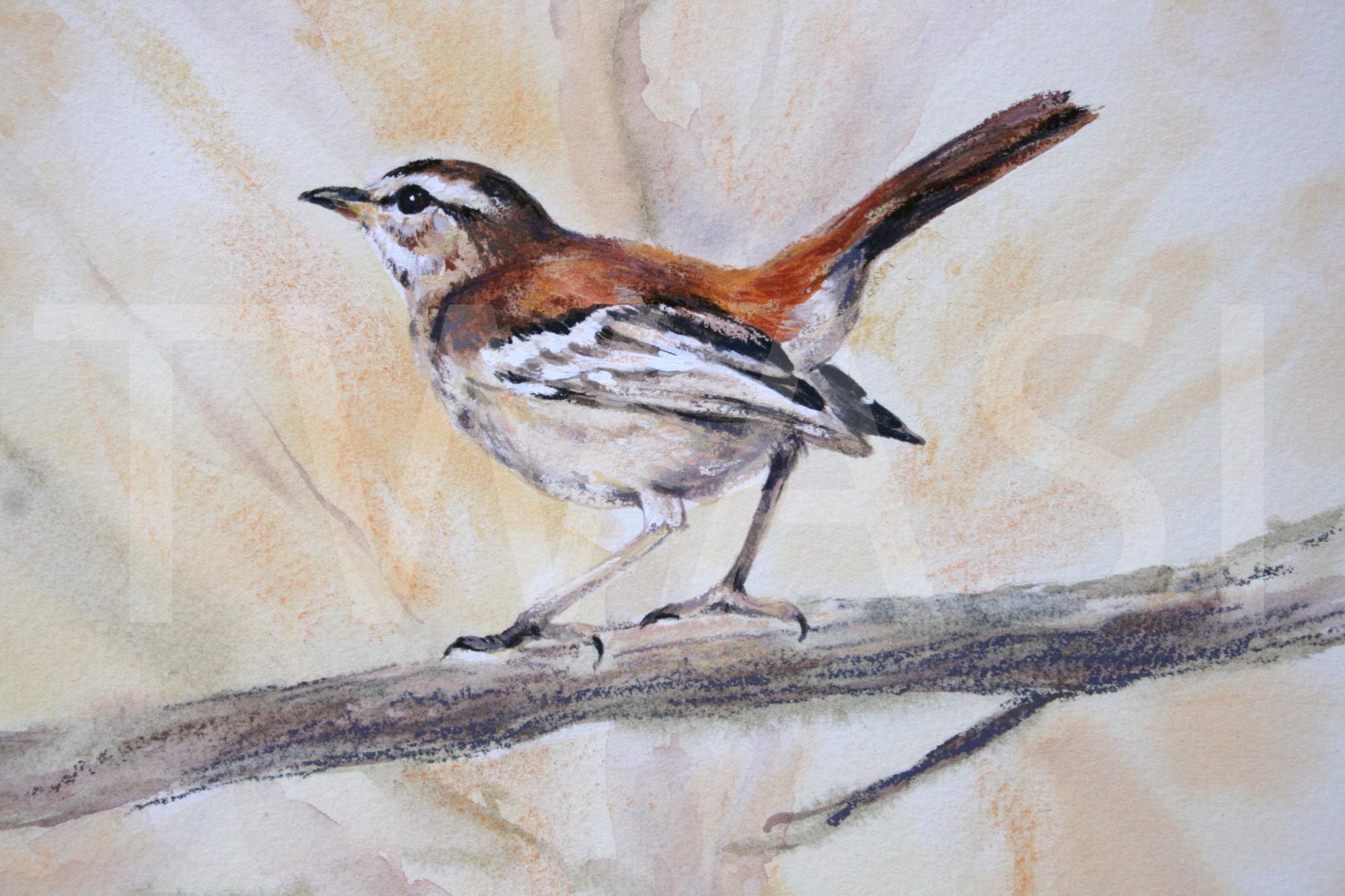 Red-backed Scrub Robin by Carol Barrett 26 x 26cm Mixed Media £250 donated to Working for the Wild